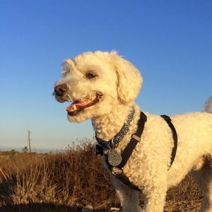 Meet your Posher, Guy